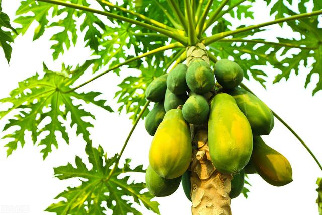 木瓜栽培技术，苗木繁育及肥水管理，可有效提高木瓜产量