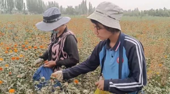 新疆洛浦：红花丰收采摘忙 拓宽增收致富路