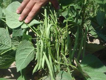 高寒地区地豆栽培技术，如何种植及病虫害防治
