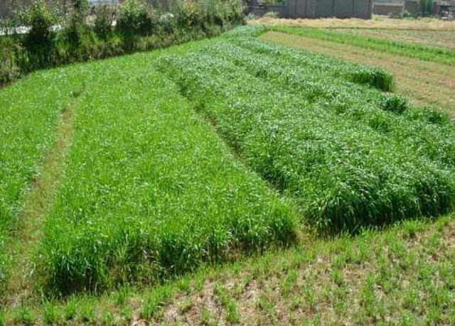 优质牧草种植方法分享-黑麦草