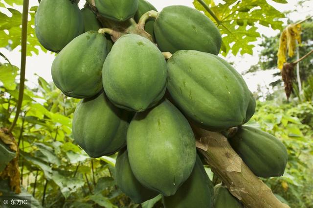 木瓜可多地区种植，结实率高，坐果容易，明确好方向种植才稳赚！