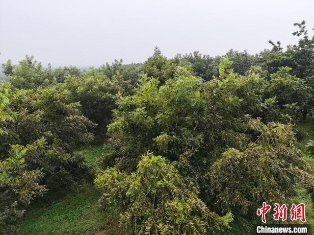 （乡村行·看振兴）一棵树带动一项产业 江苏泗洪打造“中国碧根果之乡”