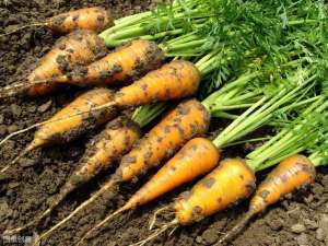 怎么种植胡萝卜(胡萝卜要怎么样种？它的种植时间以及4大技术，帮你提高产量和收益)