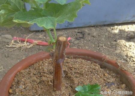 养盆栽葡萄，一根枝条种一棵，长势快爬藤快，果子结的多