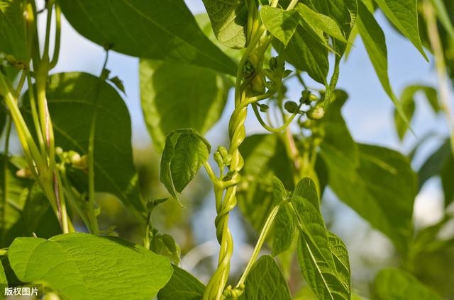 油豆角高产栽培技术，做好以下要点管理，确保坐荚率和产量的提升