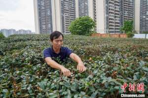 广西油茶种植基地(广西特色林业经济发展迅速 优质油茶种苗供不应求)