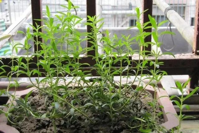 香草魅力：剪下牛膝草的枝干，种在土壤里，它就能生根发芽！