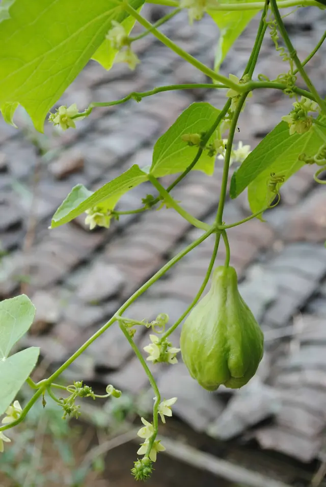 春栽一个瓜，可收3-5年，什么瓜有如此久的生长期？