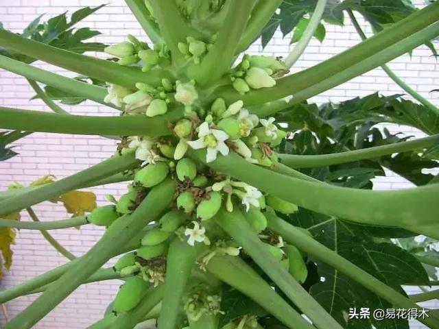 贵州正安木瓜属于蔷薇科还是木通科？