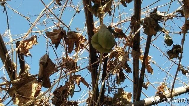 佛手瓜的种植方法和农家做法