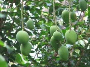 芒果种怎么种植(芒果如何种植高产？方法有哪些？)