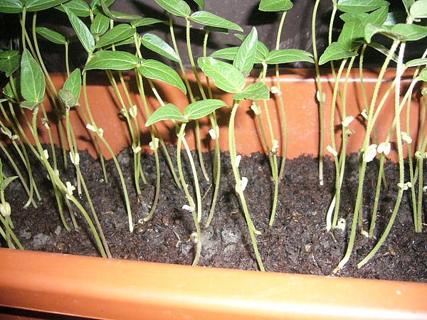 2分钟教会你怎么种绿豆，在家就能种出美味的绿豆芽
