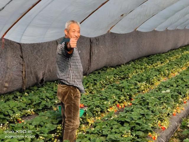 绝了！小伙返乡种18亩草莓，险些绝产，又转亏为盈年赚50万