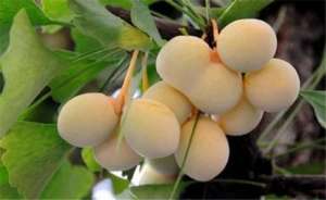 白果种子种植(银杏果如何种植与嫁接方法)