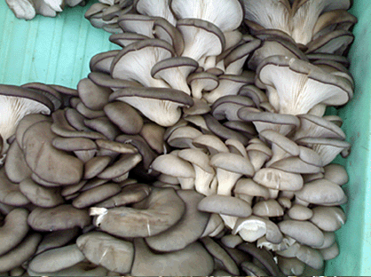 二，栽培平菇之平菇菌种制备技术