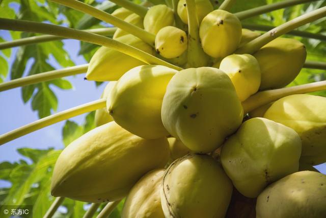 木瓜可多地区种植，结实率高，坐果容易，明确好方向种植才稳赚！