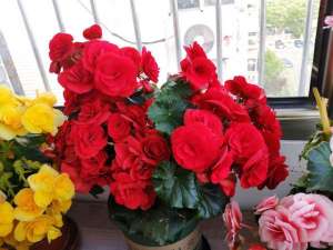 室内玫瑰花种植(重瓣丽格海棠，优秀的室内盆栽植物，花美若玫瑰，花期几乎全年)