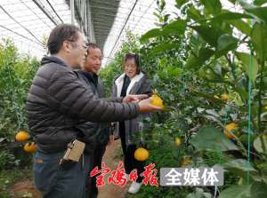 汉中适合种植什么水果(柑橘、火龙果、芒果……宝鸡也能种出南方水果)