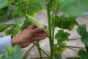 红秋葵种子种植方法(可养成盆栽的秋葵，种下2个月后就能不断采摘豆荚)