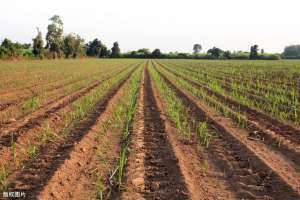 甘蔗种植管理(种植甘蔗高产栽培技术，加强生长期追肥管理，大大提高种植收入)