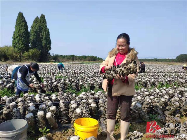 道县：“黑木耳”种植扶贫产业喜获丰收