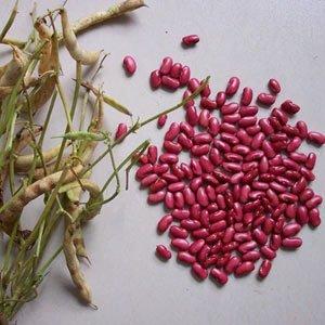 红芸豆亩产300斤，却能卖到5块一斤，满足了这两个要求您也可以种