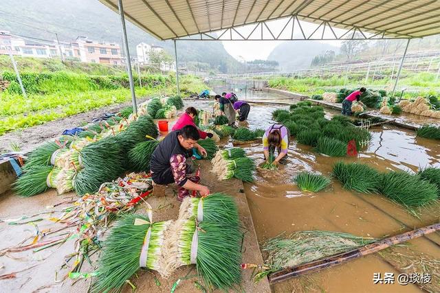 一根香葱，十亿产业！广西这个小镇种了2万亩香葱，今年亏了吗？