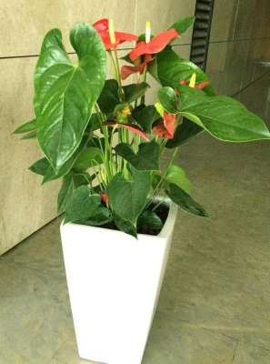 红掌盆栽种植(养护“红掌”，，开花多又美，叶片油绿，花“通红”，招福又纳财)