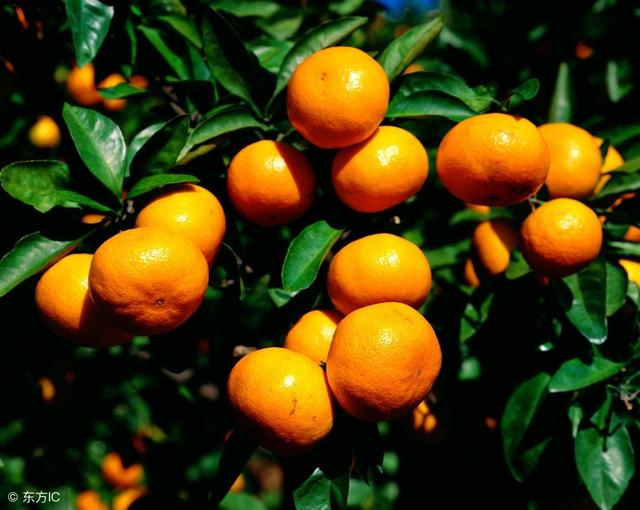 柑橘不甜，要如何才能促使柑橘变甜？