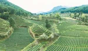 茶叶种植密度(福建：茶园生产，“机”不可失)