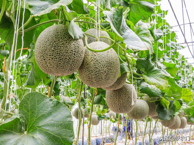 大棚哈密瓜栽培技术，及病虫害防治要点，让产量节节高