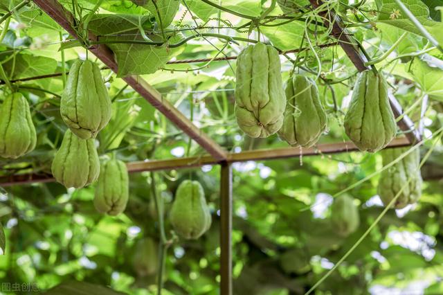 佛手瓜的种植方法与田间管理要点有哪些？