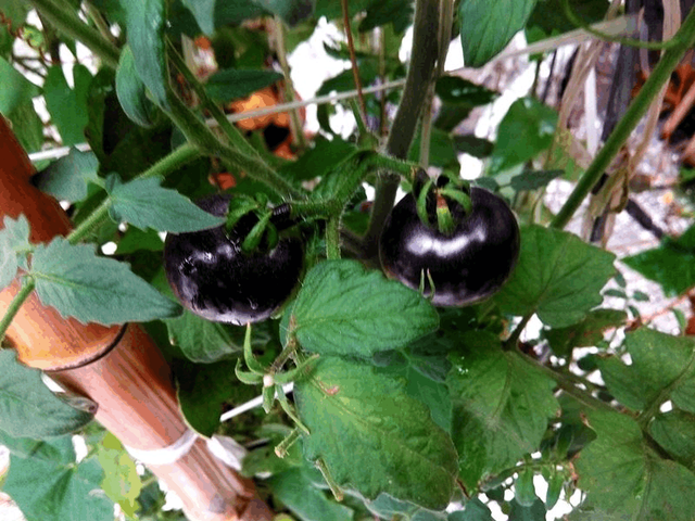 农村创业种植'黑番茄‘’技术？