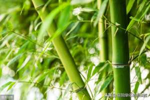 小琴丝竹的种植方法(有哪些竹子品种适合做北方庭院绿化景观种植)