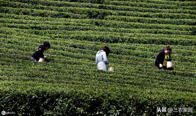 安吉白茶的种植技术要点