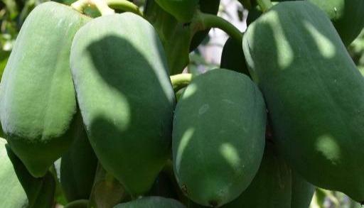 用途广泛的木瓜，如何种植才能高产又优质？栽后管理要加强