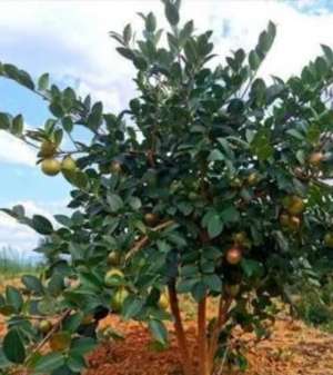 茶子树种植技术(如何移栽3—6年生的挂果油茶树？)