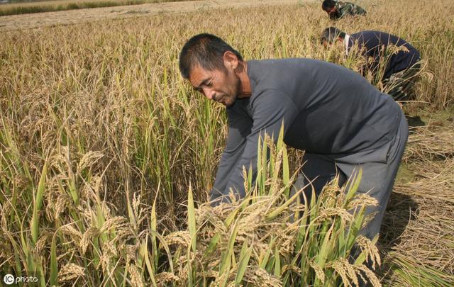 小米是什么时候有的？中国历史上小米作为储备粮食，有哪些作用？