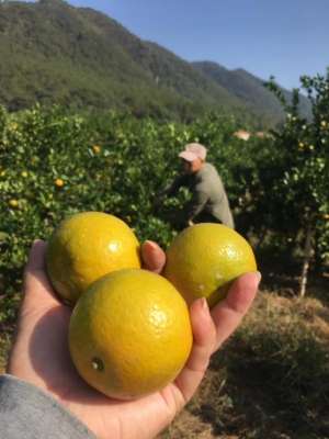 柚子种植前景(农村种植柑橘和种植柚子哪个更挣钱)