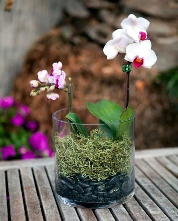 蝴蝶兰的养护小贴士，在室内养着如何让它每年开花？