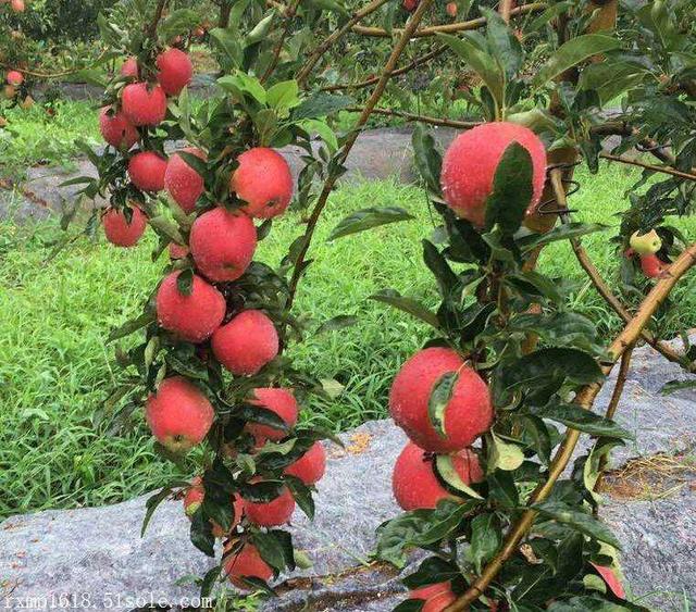 种植苹果还有前景吗？为什么要用矮化苹果树建园？