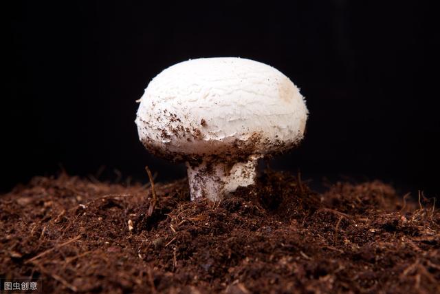 你知道双孢菇高产栽培技术吗？一起来来学习下吧