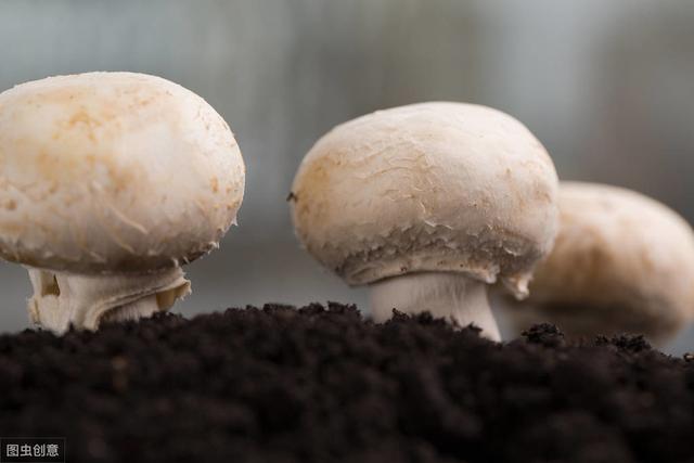 你知道双孢菇高产栽培技术吗？一起来来学习下吧