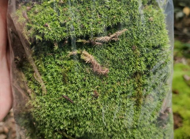 盆景铺苔藓的获得方法和培育养护技巧，会浇灌啤酒苔藓爆盆绿油油