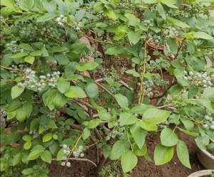蓝梅树的种植条件(北方院子里，也能地栽蓝莓，做好这些细节，果实挂满枝头)