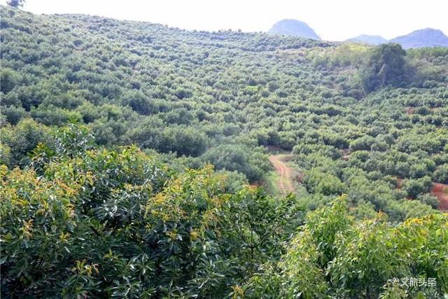 孟连牛油果喜提“地理标志证明商标”，基地种植规模全国最大