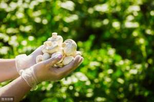 双孢菇种植(你知道双孢菇高产栽培技术吗？一起来来学习下吧)