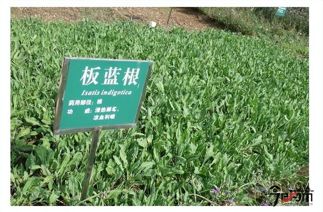 贵州从江县：林下种植板蓝根，“退出”一条致富路