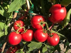小番茄怎样种植(种番茄，掌握3个技巧，番茄果型好，个头均匀，品质高)