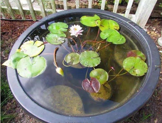 想繁殖睡莲可用到这两种简单的方法，给足光照，养水缸里也可开花